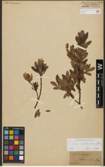 Foto von Salix waldsteiniana Willd.
